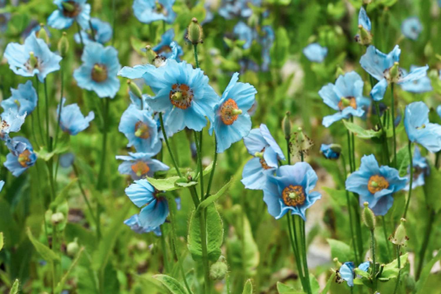 Blue poppy seeds 7 Powerful Reasons to Add Them Daily